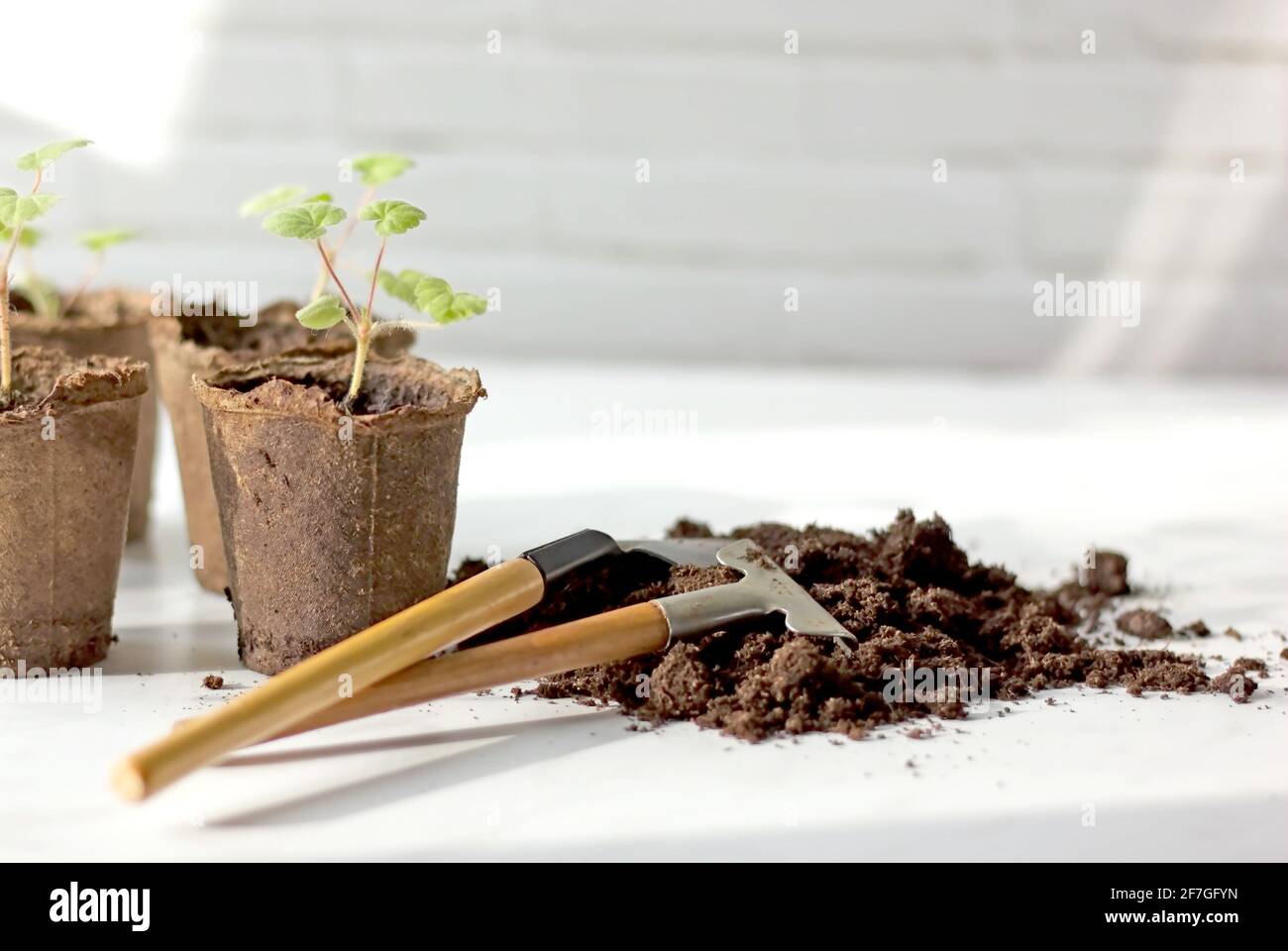 Young seedlings of geranium flowers in peat pots. The concept of
