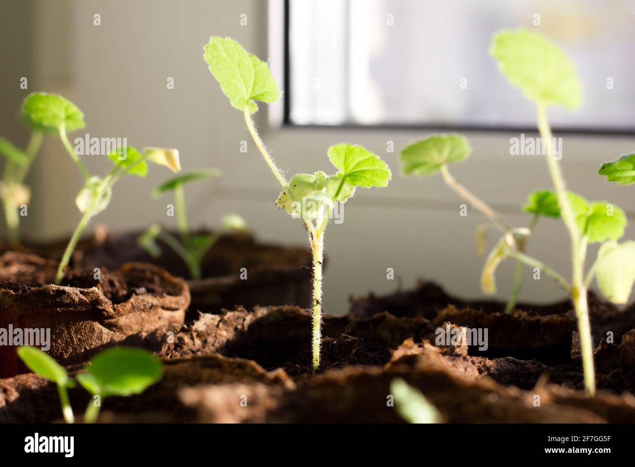 seedlings of geranium flowers planted in large peat pots. seedlings on the windowsill, sunlight. gardening. Stock Photo