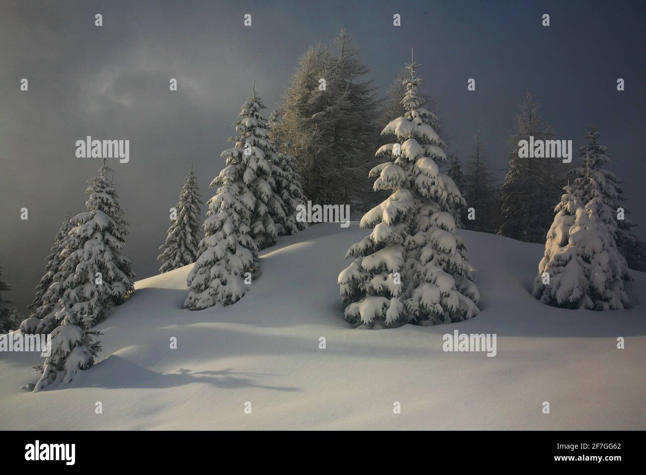 Südtirol, Tanne, Winter, Weihnachtsbaum als Wintertraum, Bäume mit Schnee  im Dezember am Passo Rolle in Südtirol in den Dolomiten in Italien Stock Photo
