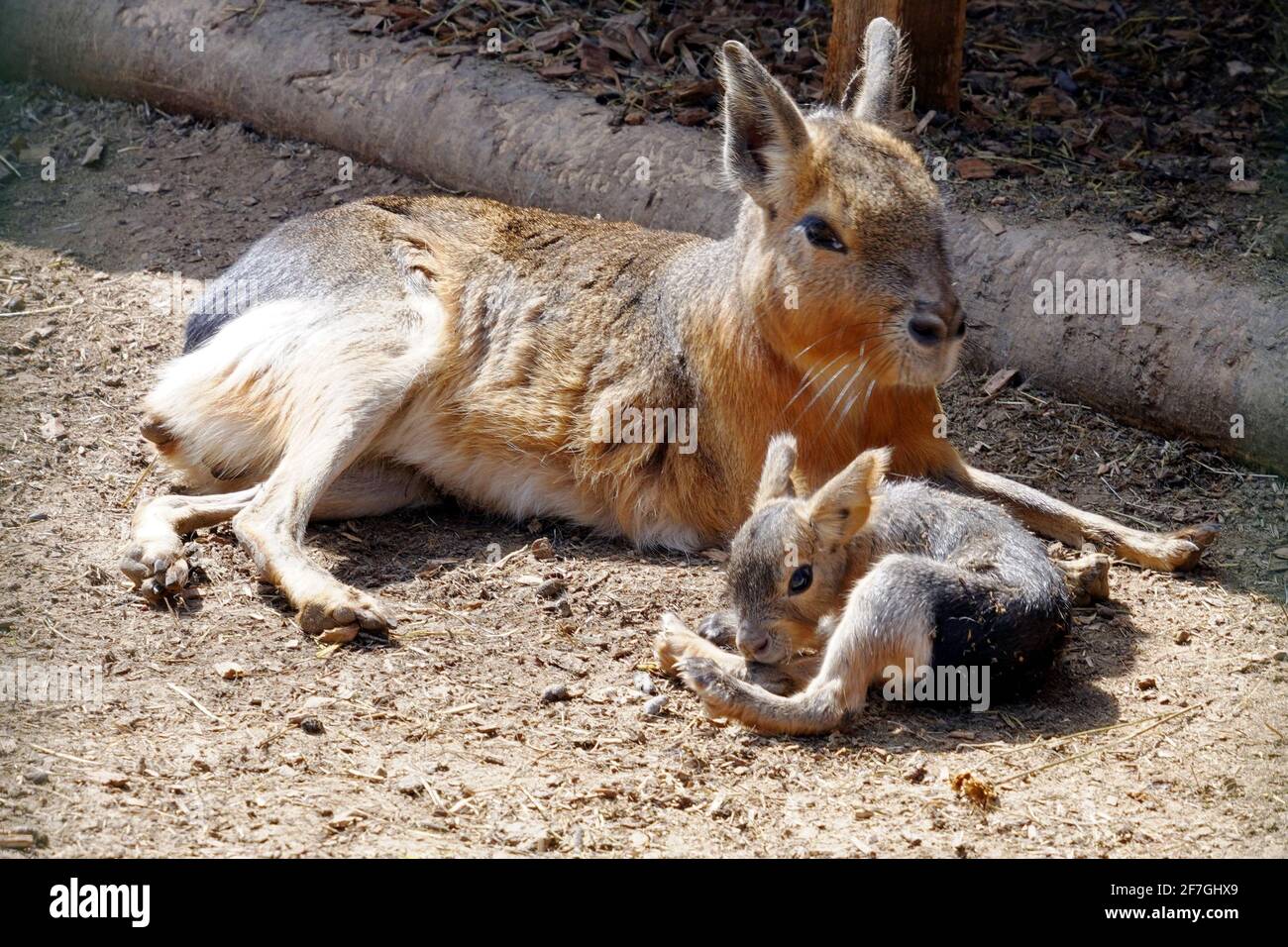 Patagonian mara with its baby animal laying in the sun. A hare-like herbivorous rodent, in Latin called dolichotus patagonum, with its young. Stock Photo