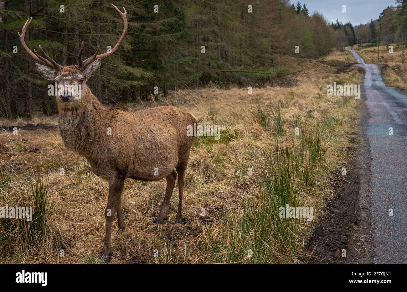 Wild Red Deer (Cervus Elaphus) Stag in Glencoe, Scotland, during the winter, grazing on the grass beside a country road. Stock Photo