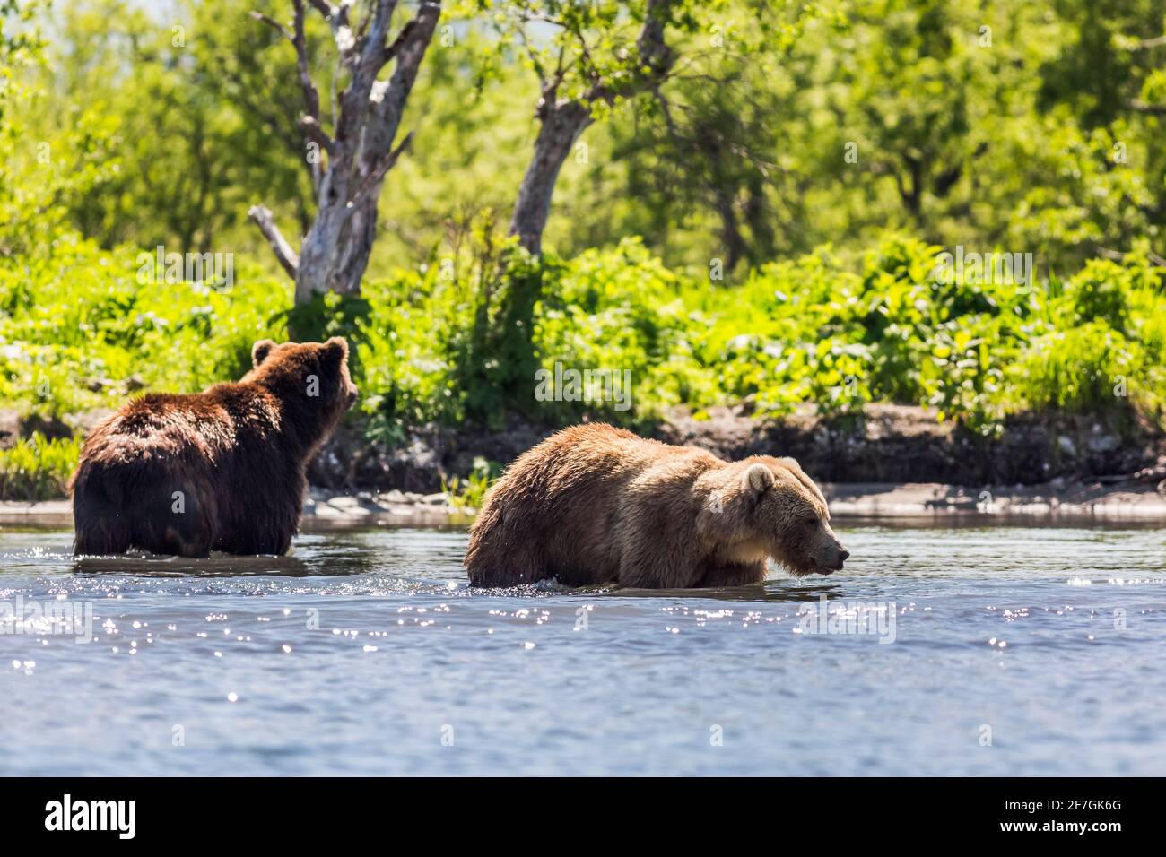 Two brown bear fishing in the Kurile lake. Kamchatka, Russia Stock Photo