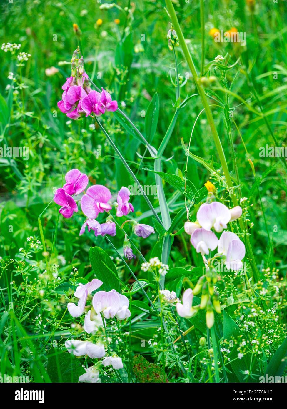 Beautifully blooming sweet pea (Lathyrus tuberosus) in tall grass - Selective focus Stock Photo