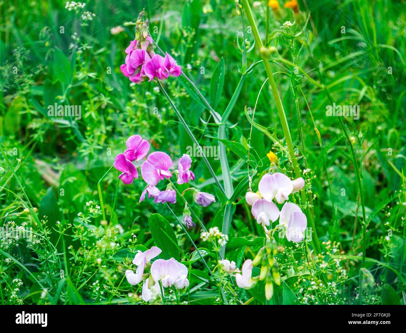 Beautifully blooming purple-pink-white sweet pea (Lathyrus tuberosus) in tall grass - Selective focus Stock Photo