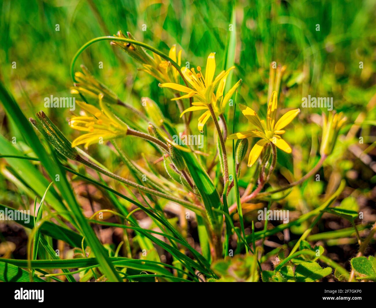 The Yellow Star-of-Bethlehem (Gagea lutea) - close up view of beautiful flowers in grass - Selective focus Stock Photo