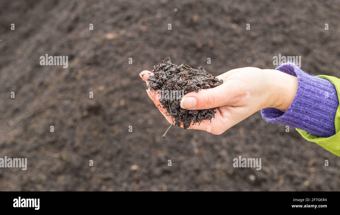 Woman holding a pile of arable soil in her hand. Agronomist examining quality of fertile agricultural earh. Stock Photo