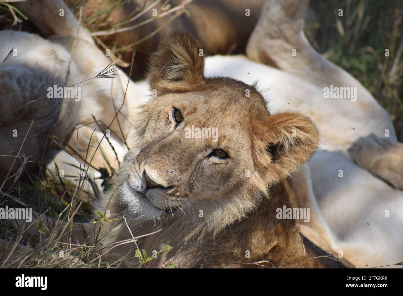 A Photograph of a Lion Cub taken in the Serengeti, Tanzania 2017. Stock Photo