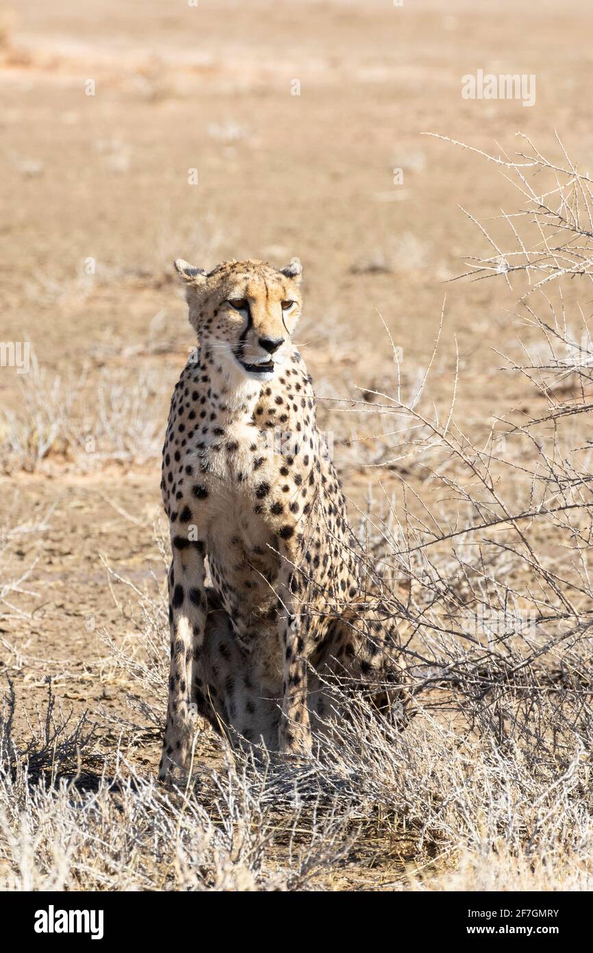 Cheetah (Acinonyx jubatus) female  Kalahari, Northern Cape, South Africa, African Cheetah are classed as Vulnerable on the IUCN Red List Stock Photo