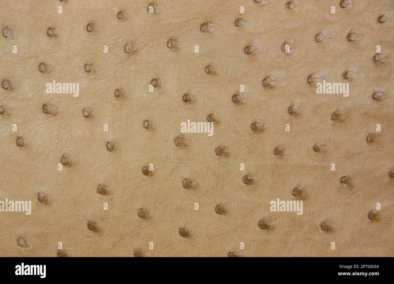 Texture Of Blue Genuine Ostrich Stamped Leather Closeup Matte Surface  Fashion Exotic Trendy Background Concept Of Shopping Manufacturing Stock  Photo - Download Image Now - iStock