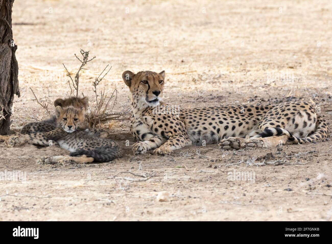 Cheetah (Acinonyx jubatus) mother with two cubs in shade of tree, Kalahari, Northern Cape, South Africa, African Cheetah are listed as Vulnerable Stock Photo