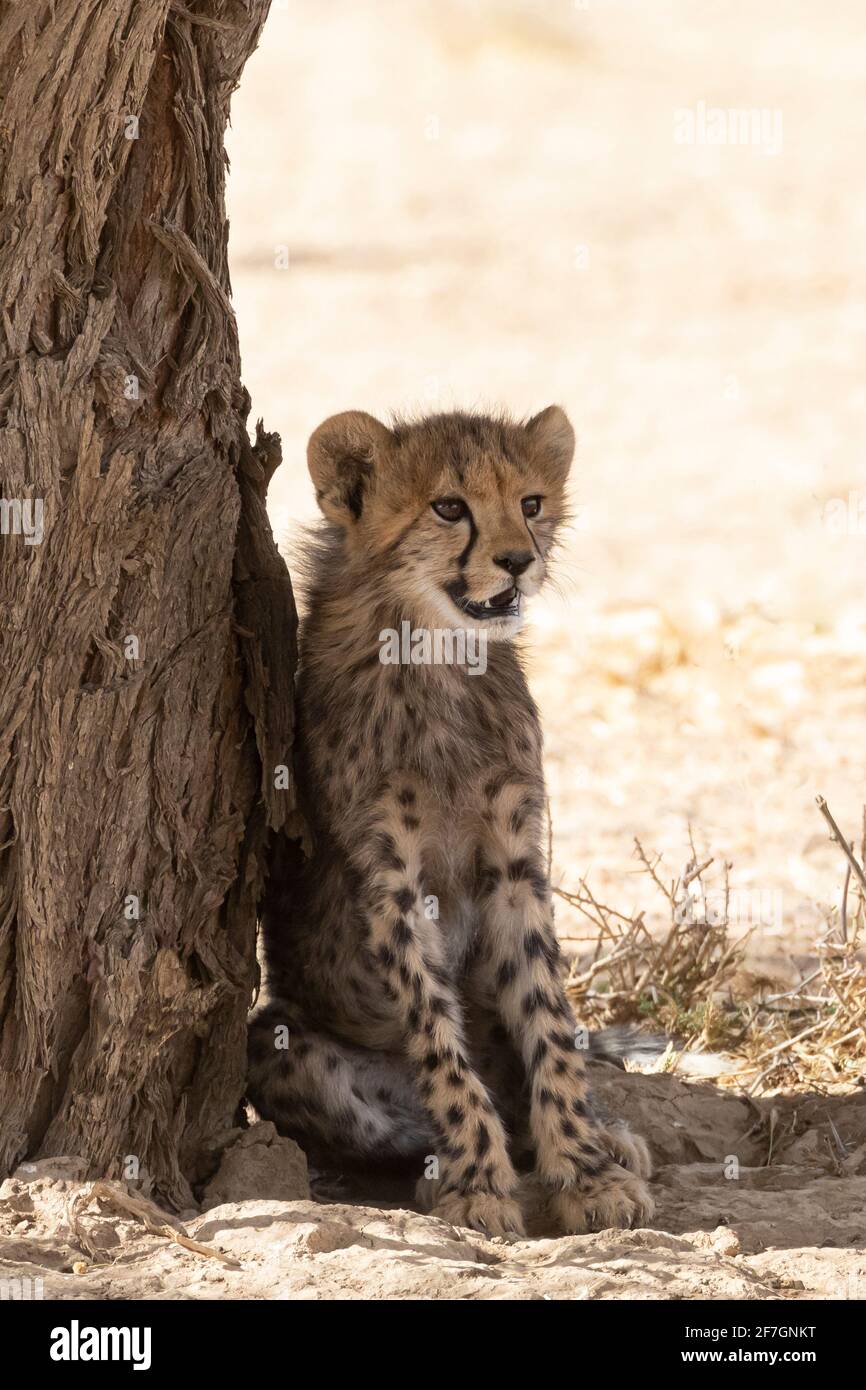 Cheetah (Acinonyx jubatus)  Young cub leaning against tree trunk,  Kalahari, Northern Cape, South Africa. African Cheetah are listed as vulnerable Stock Photo
