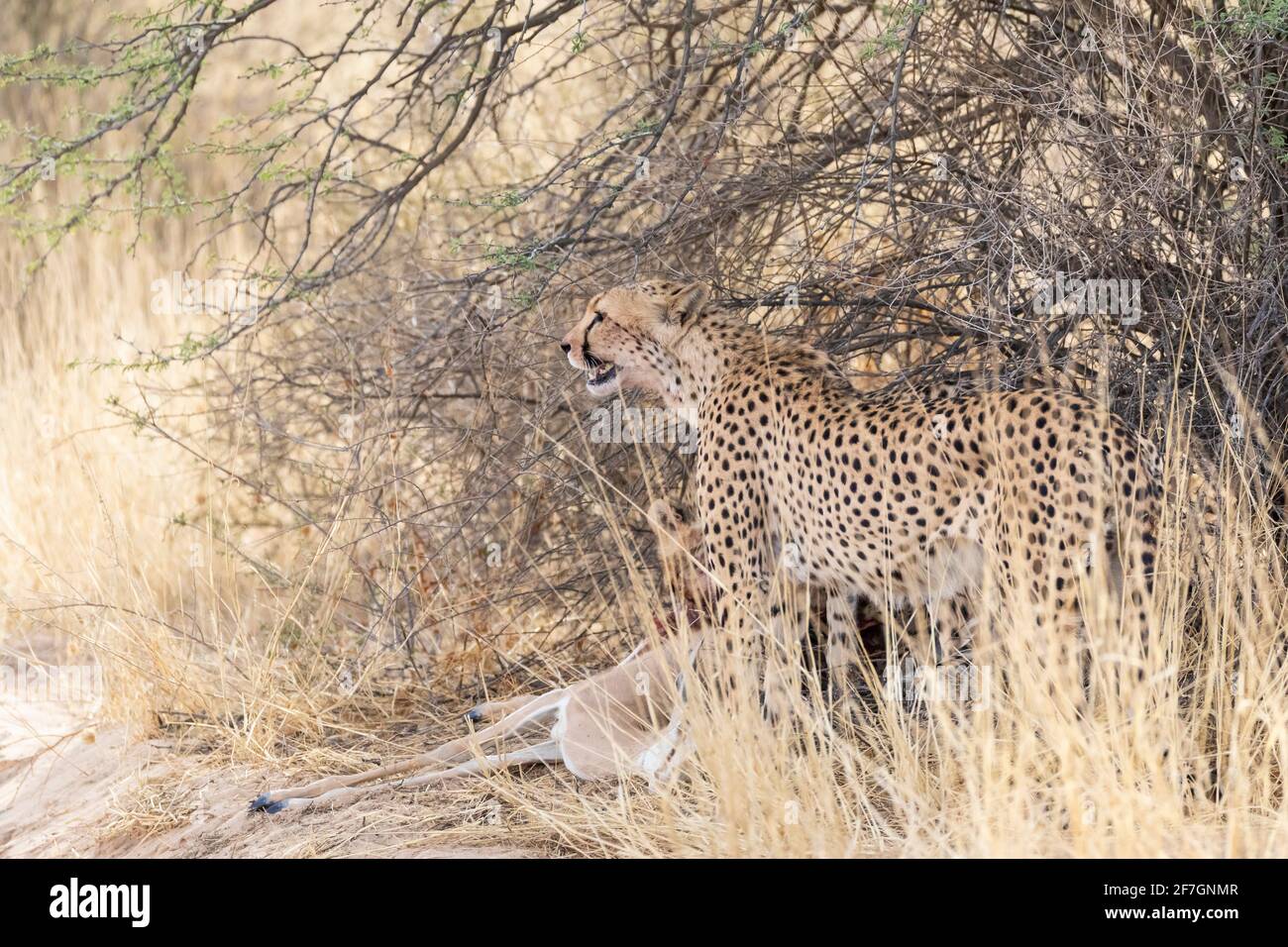 Cheetah (Acinonyx jubatus)  female on kill, Kalahari, Northern Cape, South Africa, African Cheetah are classed as Vulnerable on the IUCN Red List Stock Photo