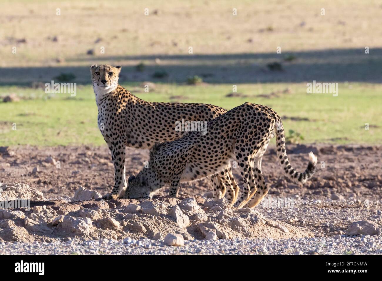 Cheetah (Acinonyx jubatus)  two males dr in the  Kalahari, Northern Cape, South Africa, African Cheetah are classed as Vulnerable on the IUCN Red List Stock Photo