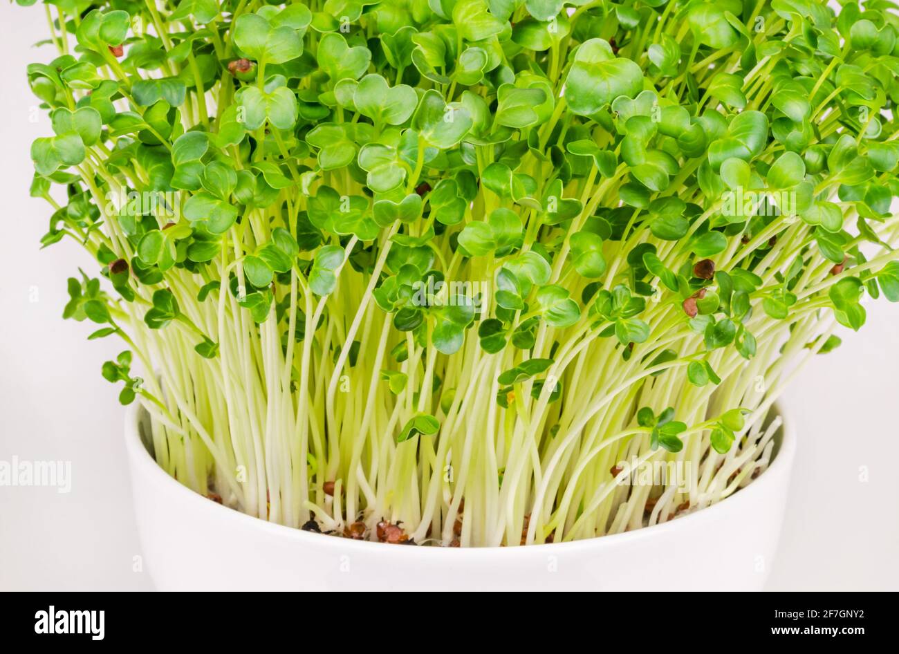 Daikon radish, microgreens in a white bowl. Fresh and ready to eat, sprouted Japanese radish. Green shoots, seedlings, young plants and leaves. Stock Photo
