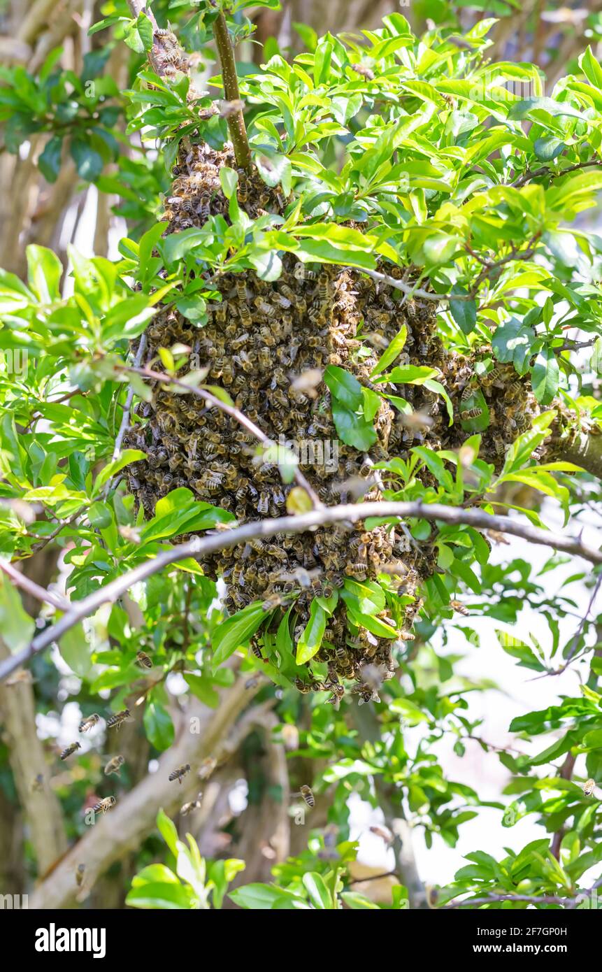 Swarm of bees on a tree branch in spring. Swarming honey bees on a fruit tree branch, after splitting in a distinct honey bee colony. Stock Photo
