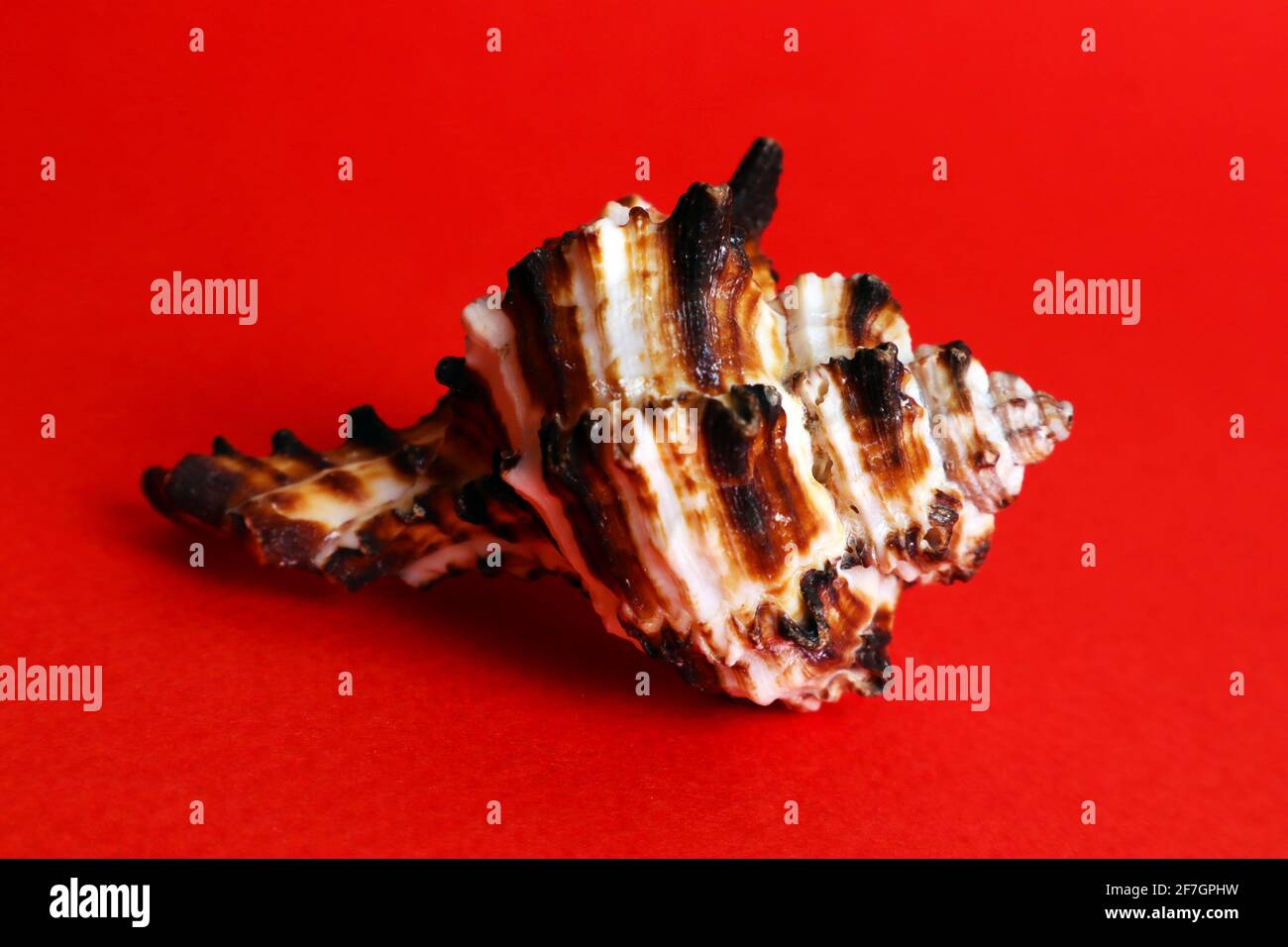 Beautiful sea shell with thorns close up against bright red background Stock Photo