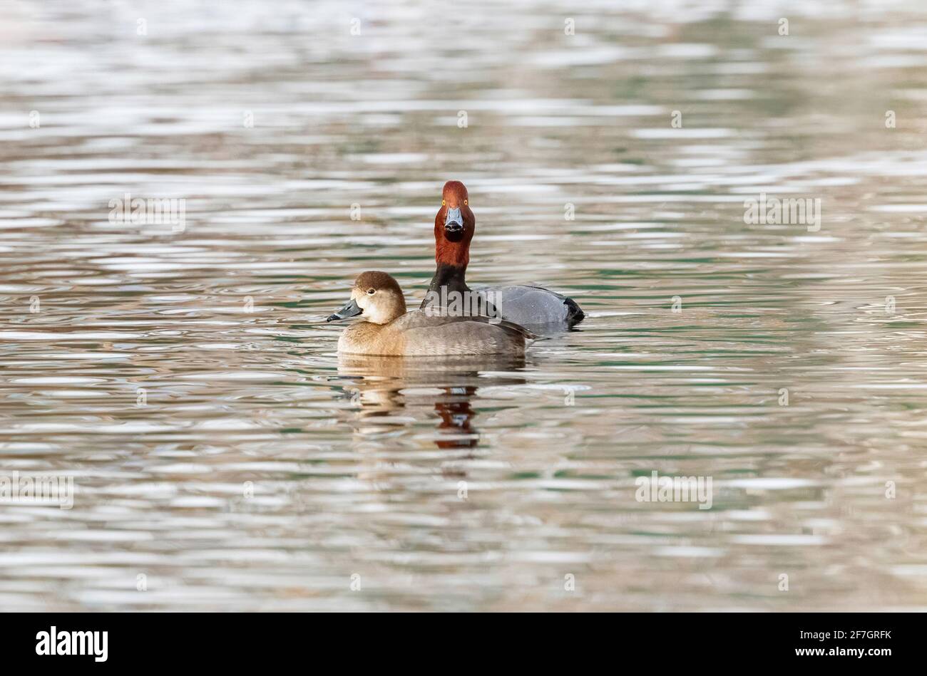 A Redhead drake duck with a long, outstretched neck, performing a courtship posturing ritual behind a Redhead hen. Stock Photo