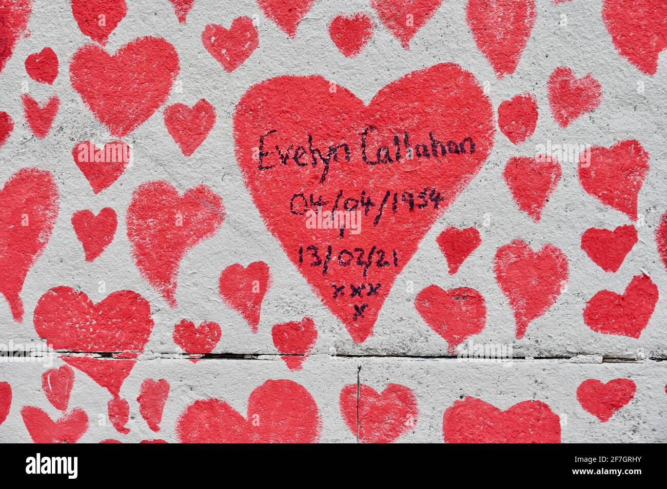 National Covid Memorial Wall, Around 130,000 hearts have been painted on a kilometre long section of wall opposite the Houses of Parliament as a memorial to those who have died from Coronavirus. St Thomas' Hospital, Westminster, London. UK Stock Photo