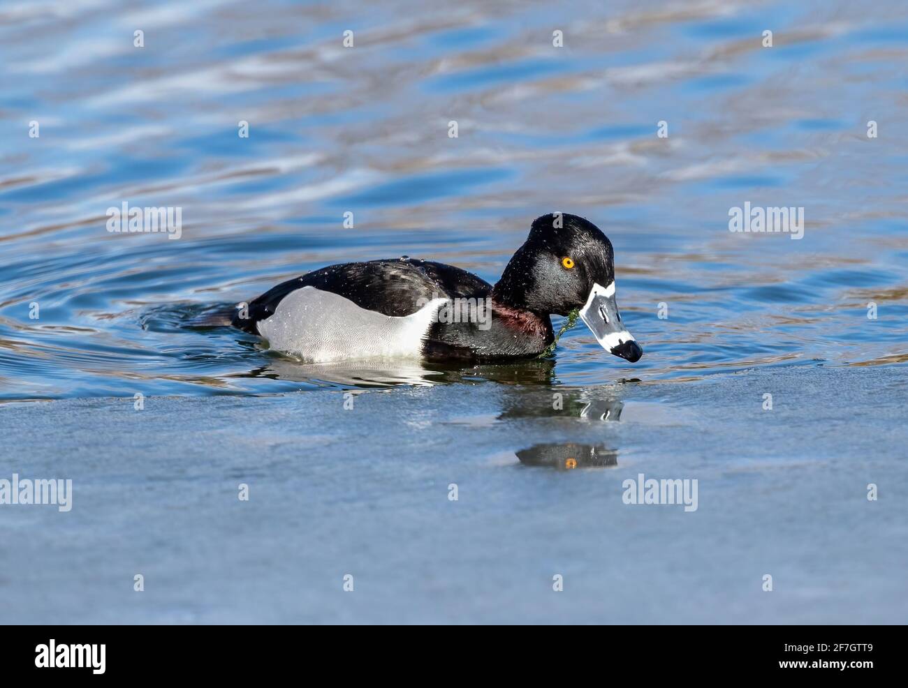 A Ring-necked Duck with a highly visible reddish ring on his neck briefly surfaces at the icy shoreline of a lake after feeding on aquatic vegetation. Stock Photo