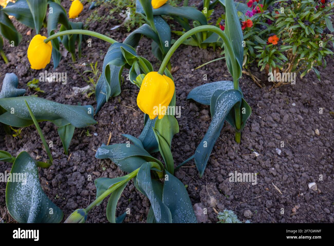 Golden yellow mid-season flowering tulip 'Golden Apeldoorn' in bloom in a garden in Surrey, south-east England bent over after late frost in spring Stock Photo