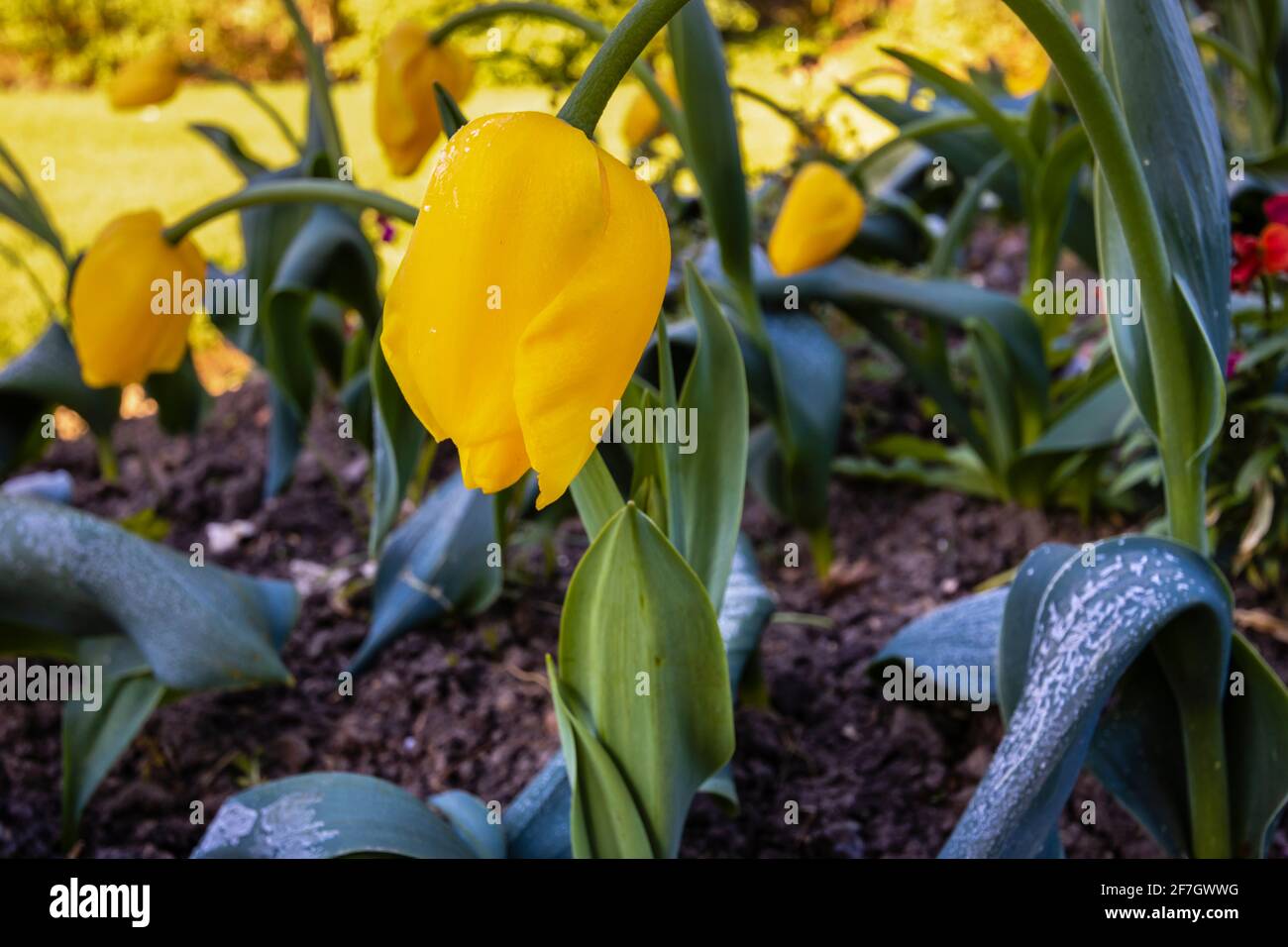 Golden yellow mid-season flowering tulip 'Golden Apeldoorn' in bloom in a garden in Surrey, south-east England bent over after late frost in spring Stock Photo