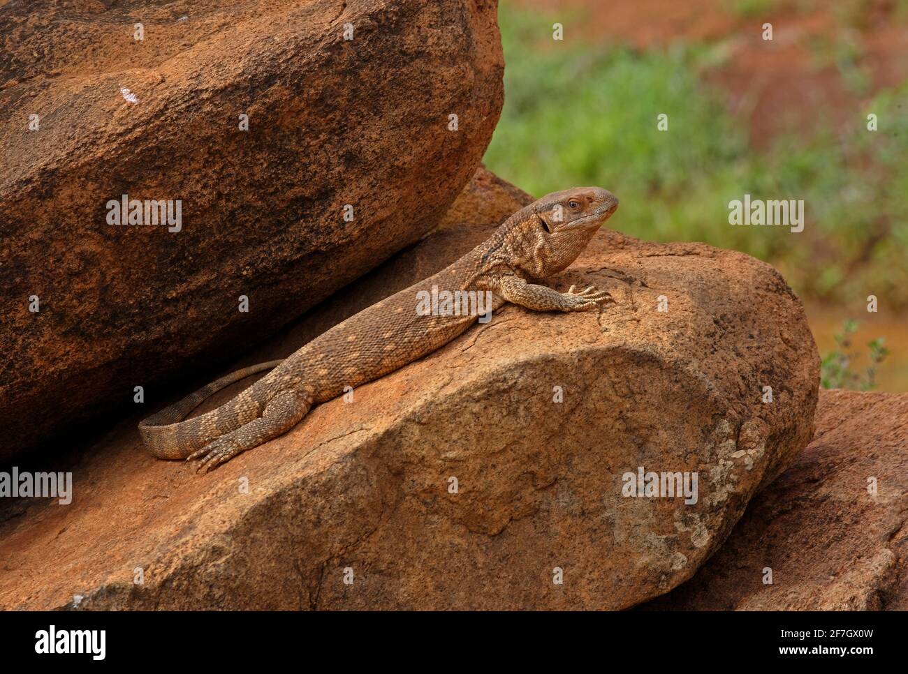 Savannah Monitor Lizard (Varanus exanthematicus) adult basking on rock Tsavo East NP, Kenya         November Stock Photo