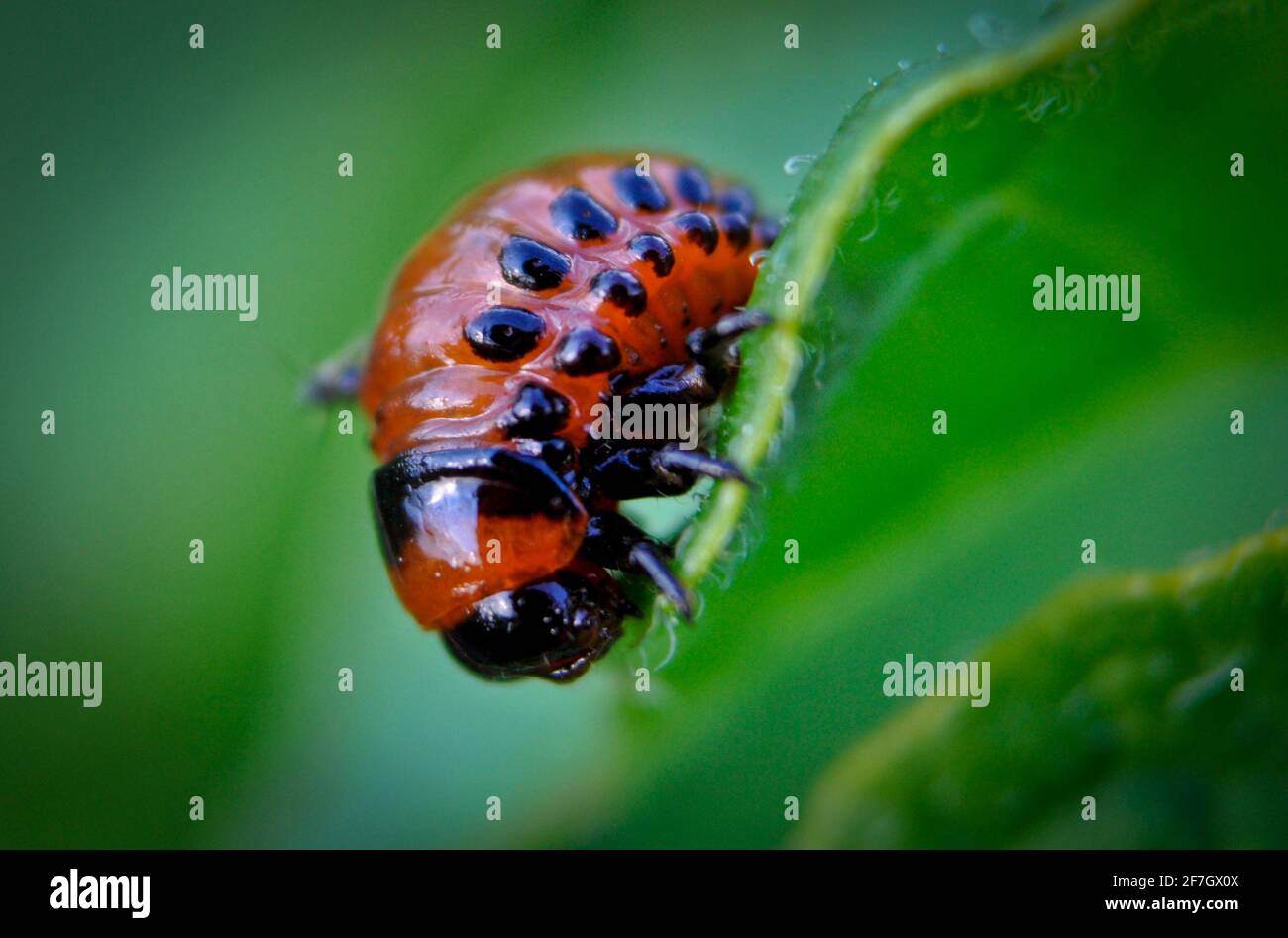 Colorado beetle leptinotarsa decemlineata larva hi-res stock ...