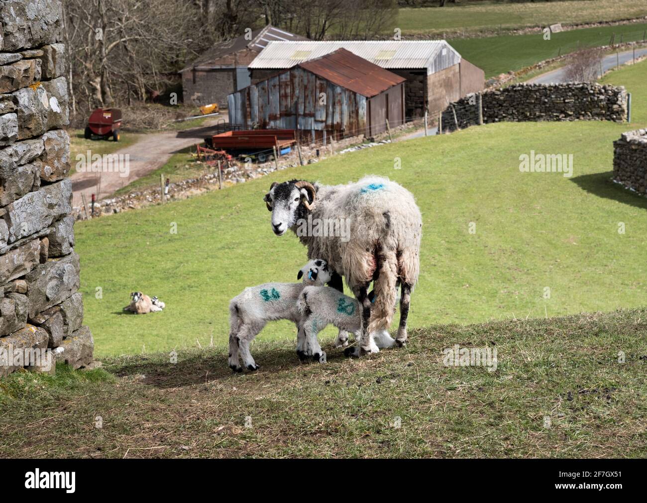 Springtime in the Yorkshire Dales National Park. A Swaledale ewe and her lambs graze at Muker in Swaledale. Credit: John Bentley/Alamy Live News Stock Photo