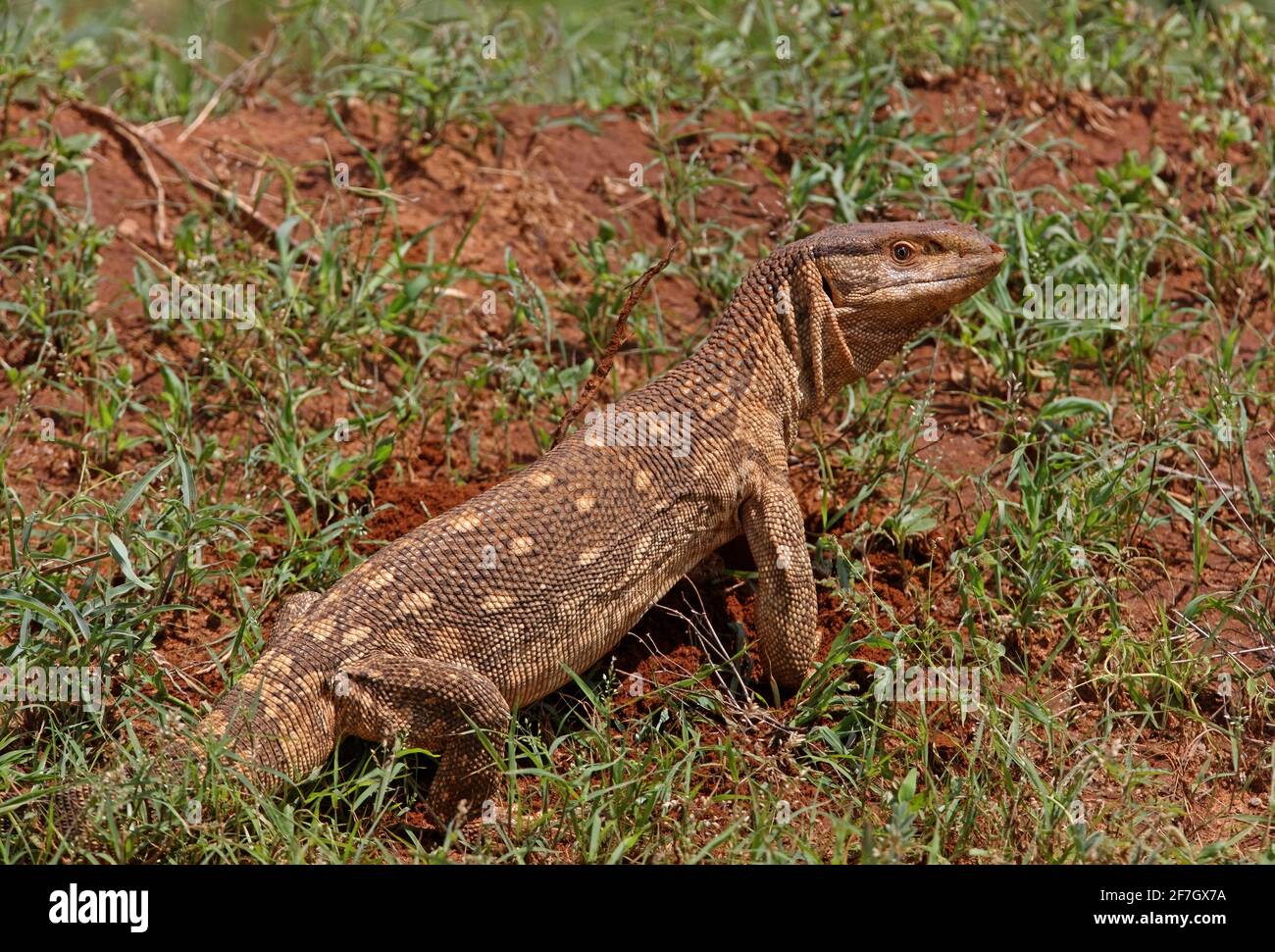 Savannah Monitor Lizard (Varanus exanthematicus) adult on the ground Tsavo East NP, Kenya         November Stock Photo