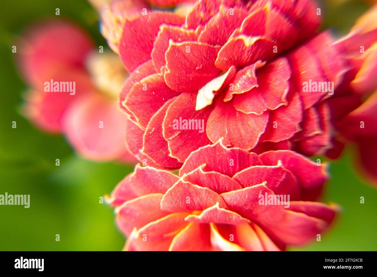 bright red indoor flower Kalanchoe Blossfeld shot close-up with selective focus Stock Photo