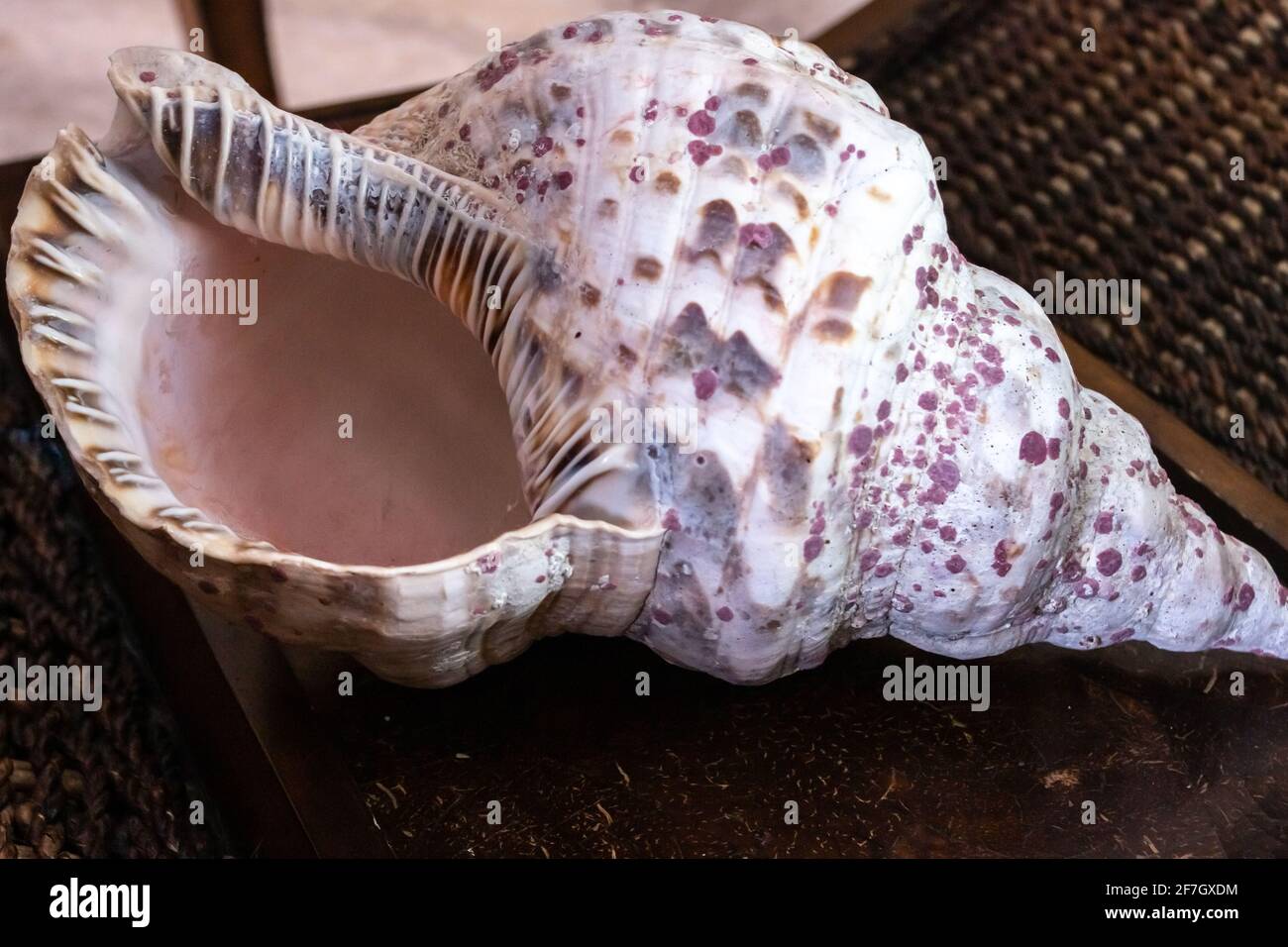 A giant Triton's trumpet shell, or Charonia tritonis, on a dark wooden background February 2021 in Ontario, Canada. Stock Photo