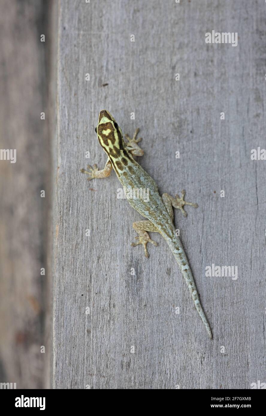 White-headed Dwarf Gecko (Lygodactylus picturatus) adult on wooden post Mwaluganje Elephant Reserve, Kenya     November Stock Photo