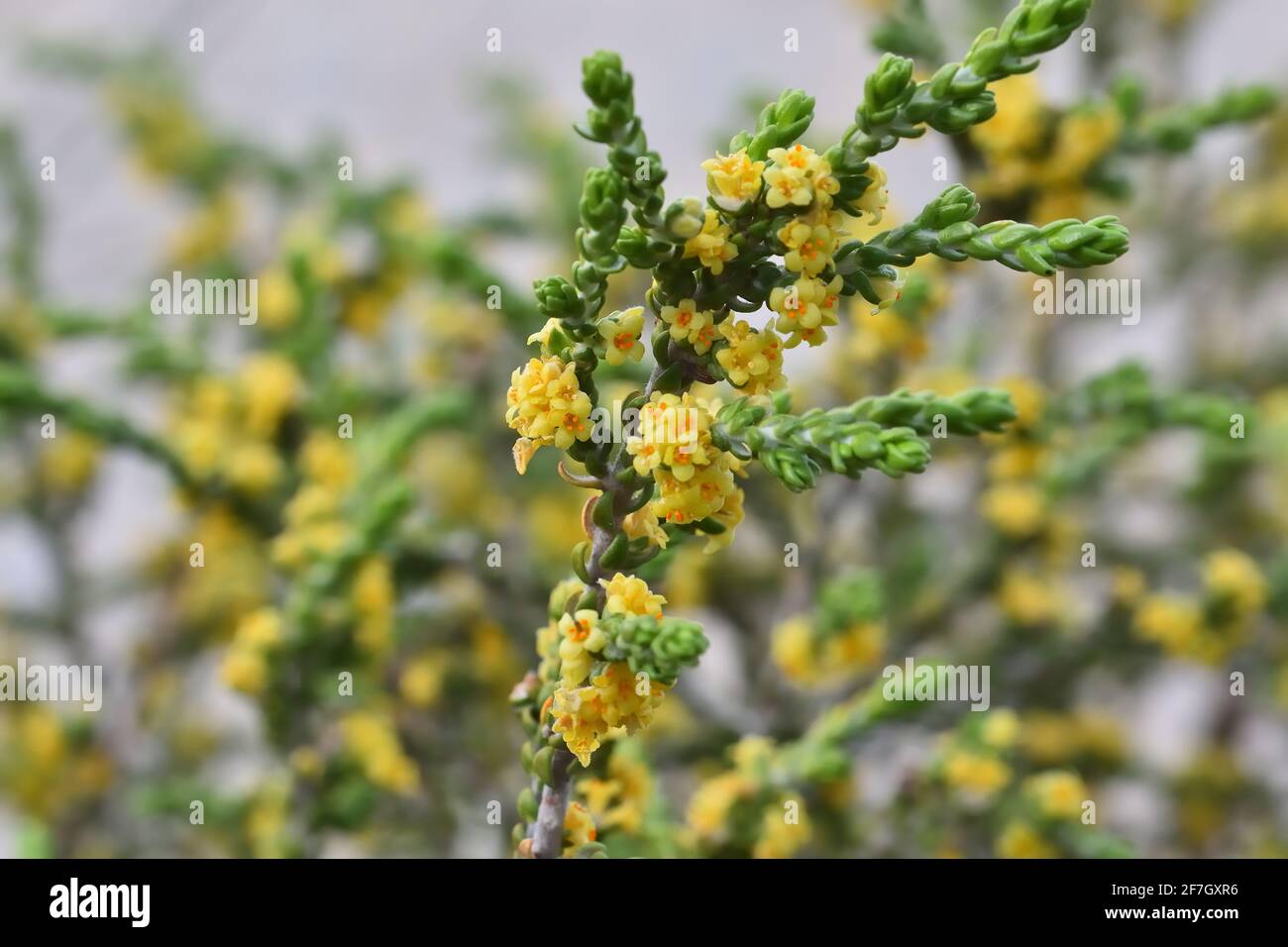Small yellow flowers of bohalaga or bufalaga (Thymelaea hirsuta) on its bush Stock Photo