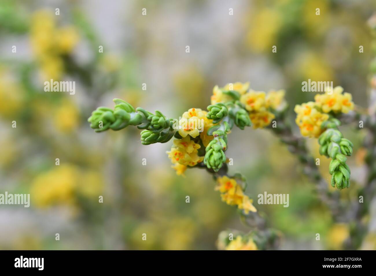 Small yellow flowers of bohalaga or bufalaga (Thymelaea hirsuta) on its bush Stock Photo
