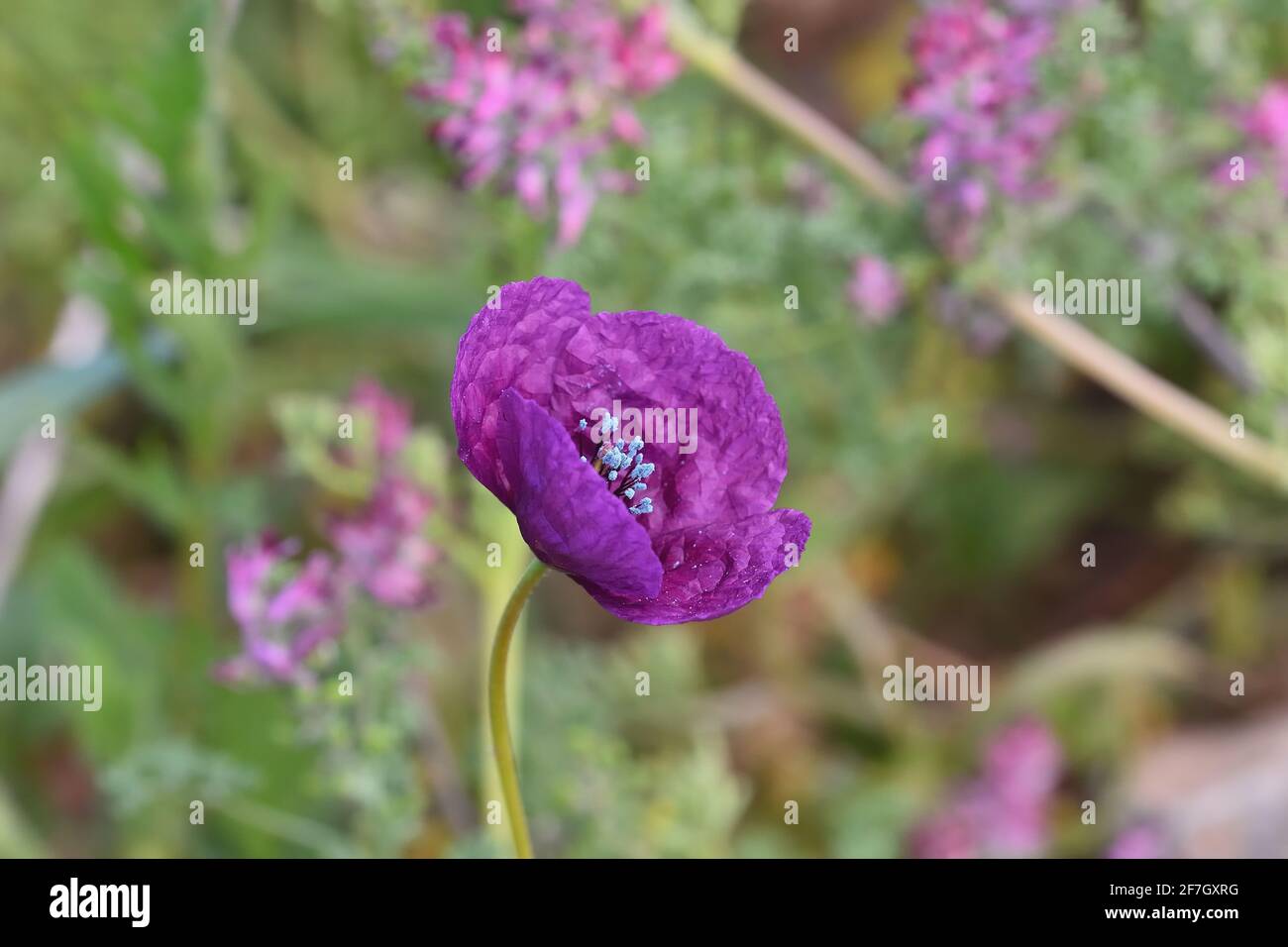Poppy in spain hires stock photography and images Alamy