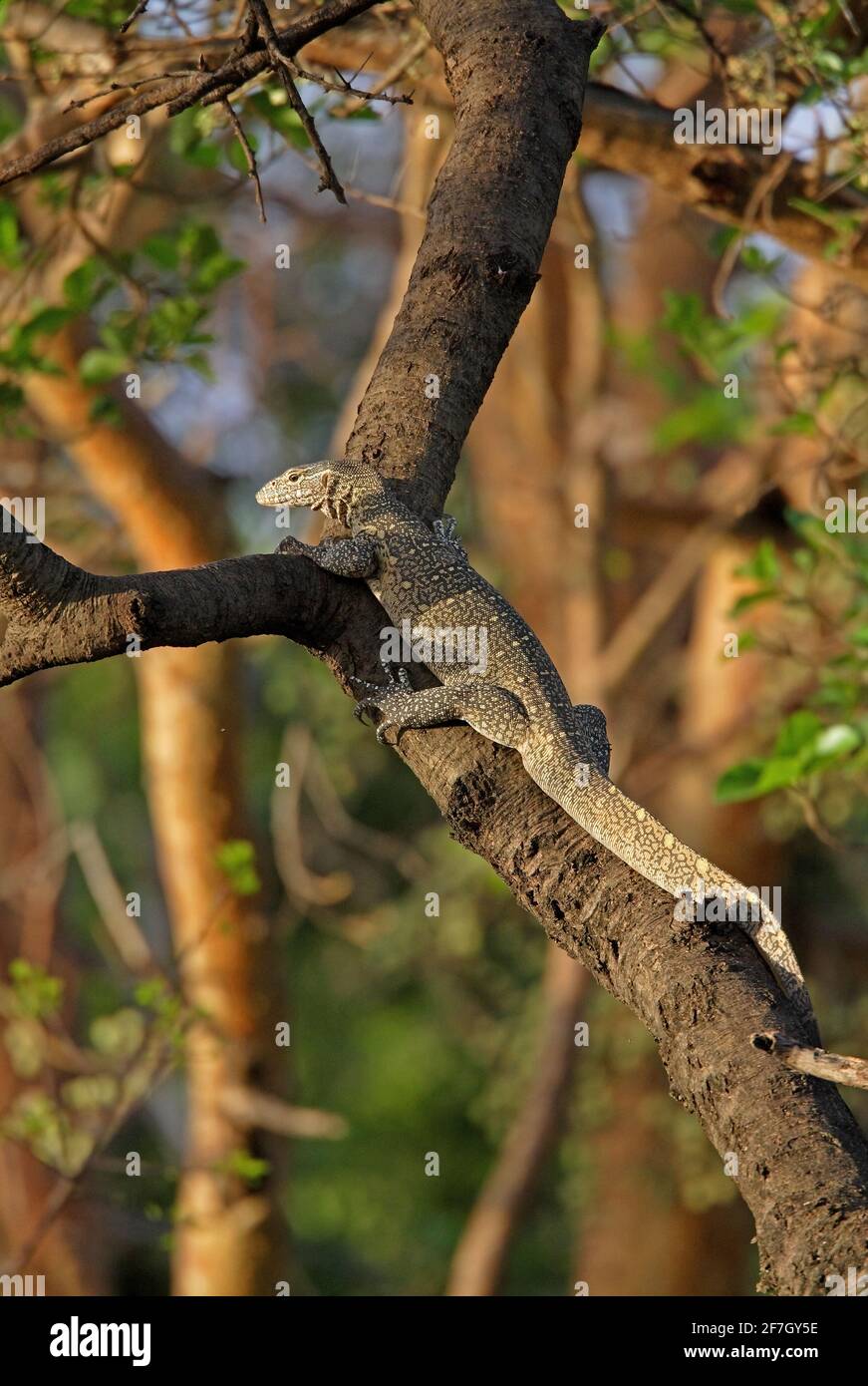 Nile Monitor (Varanus niloticus) adult climbing tree Awash NP, Ethiopia           April Stock Photo
