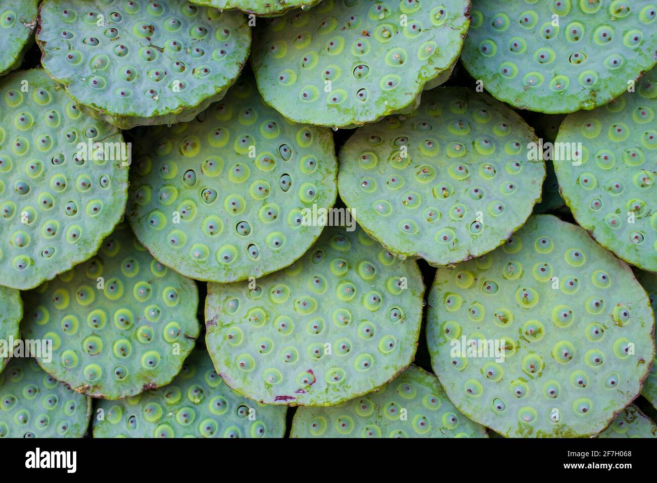 A lotus seed or lotus nut is the seed of plants in the genus Nelumbo, particularly the species Nelumbo nucifera. The seeds are used in Asian cuisine a Stock Photo