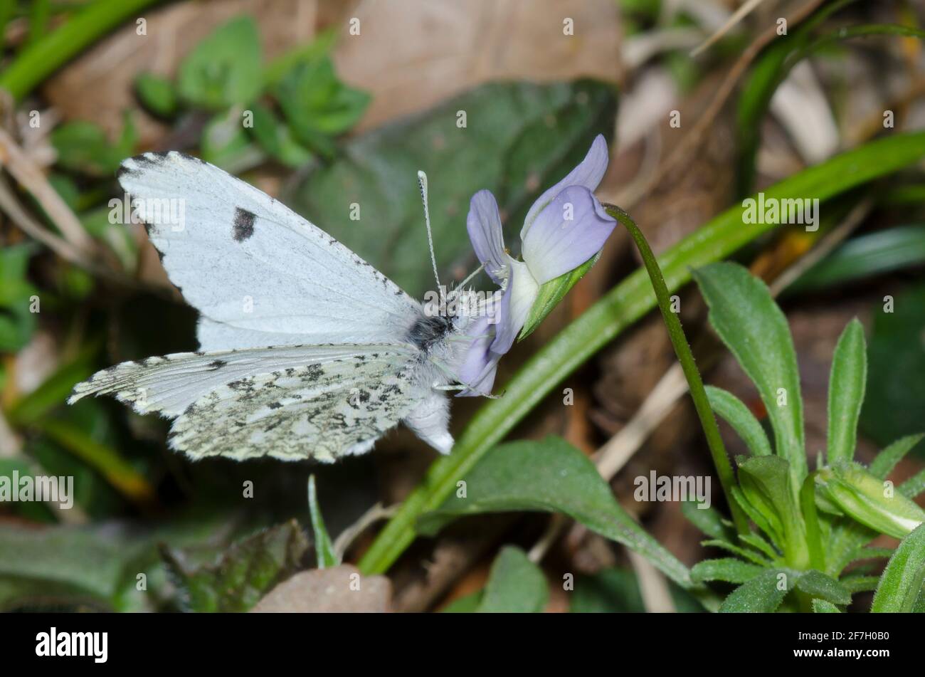 Falcate Orangetip, Anthocharis midea, female nectaring from Johnny Jump-up, Viola bicolor Stock Photo