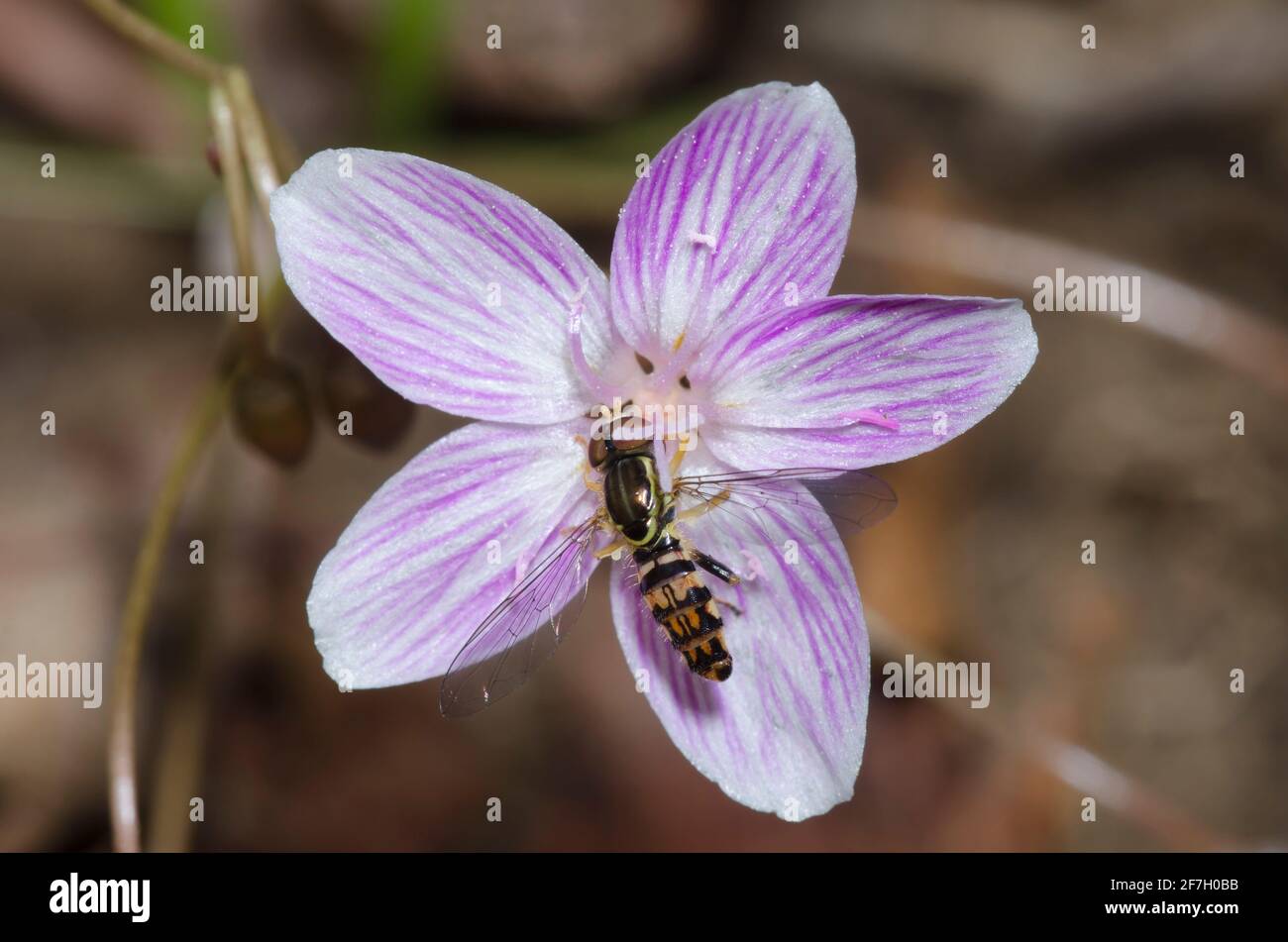 Syrphid Fly, Toxomerus geminatus, on Spring Beauty, Claytonia virginica Stock Photo