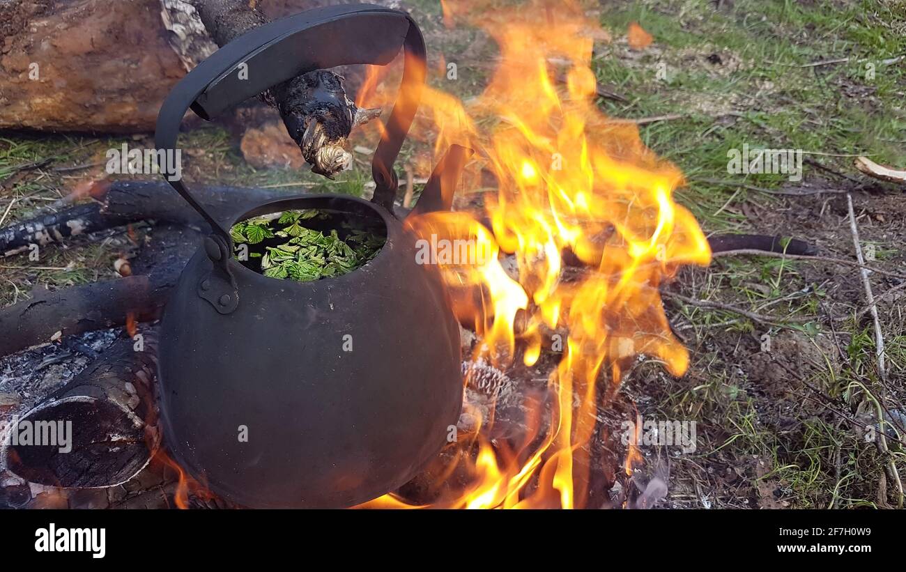 Tea from forest herbs boiling in a kettle on a fire in the forest. Stock Photo