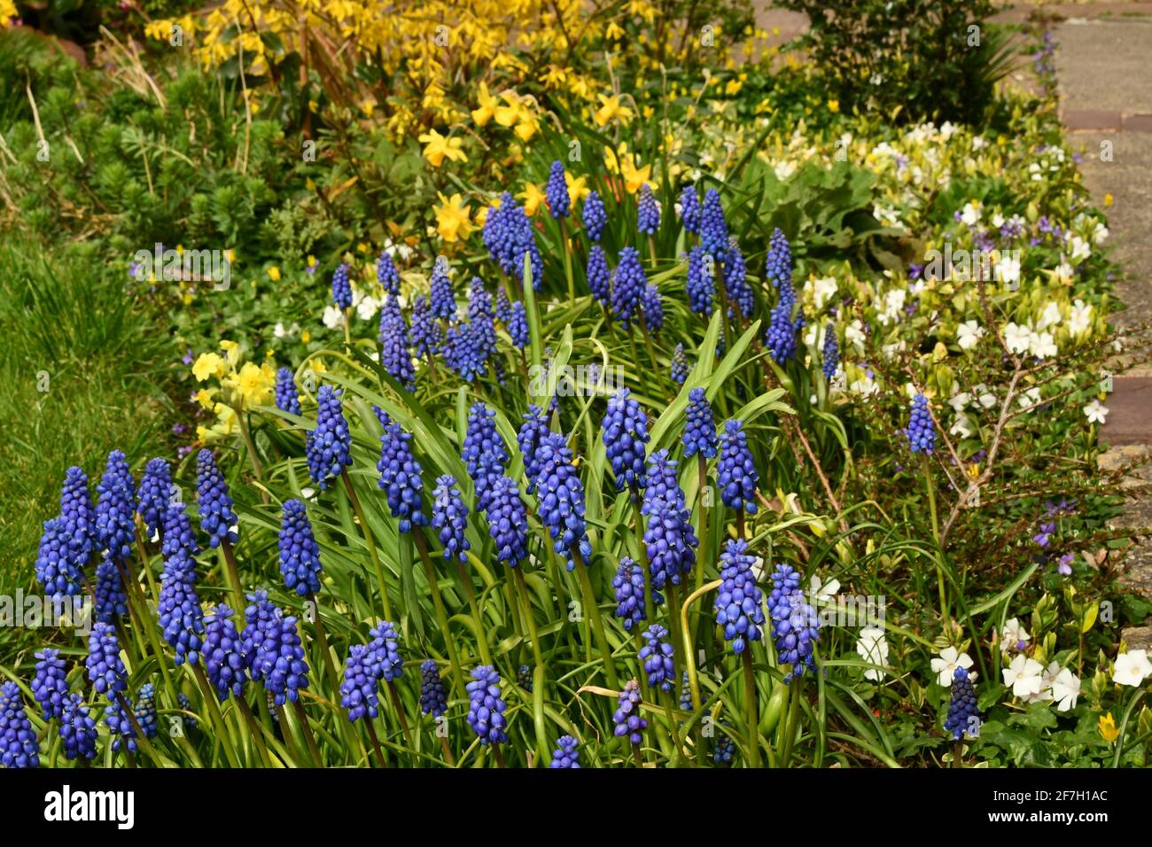 Common grape hyacinths "Muscari botryoides / Hyacinthus botryoides L