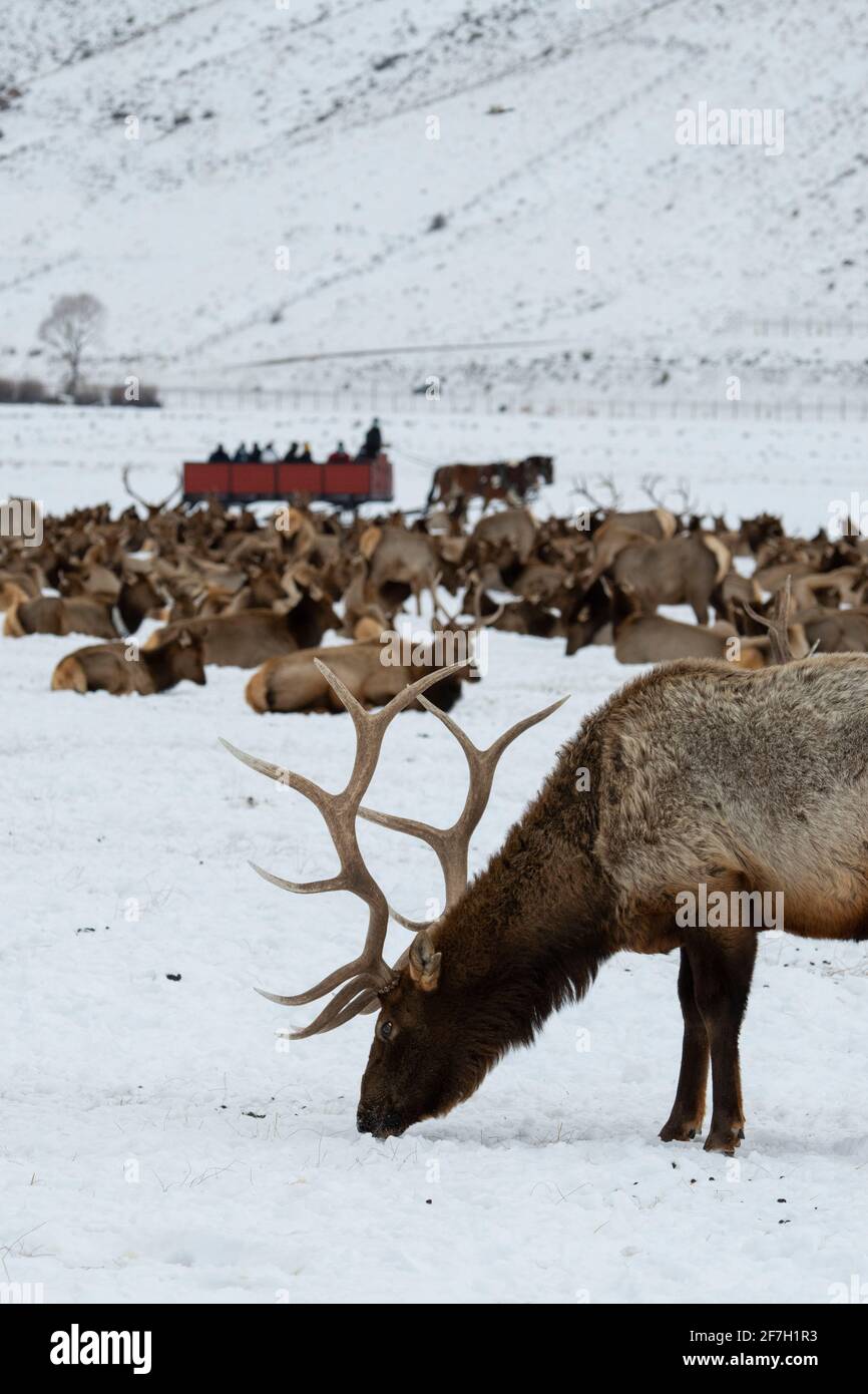 USA, Wyoming, Tetons National Park, National Elk Refuge. Elk herd in winter with horse drawn sightseeing sleigh in the distance. Stock Photo