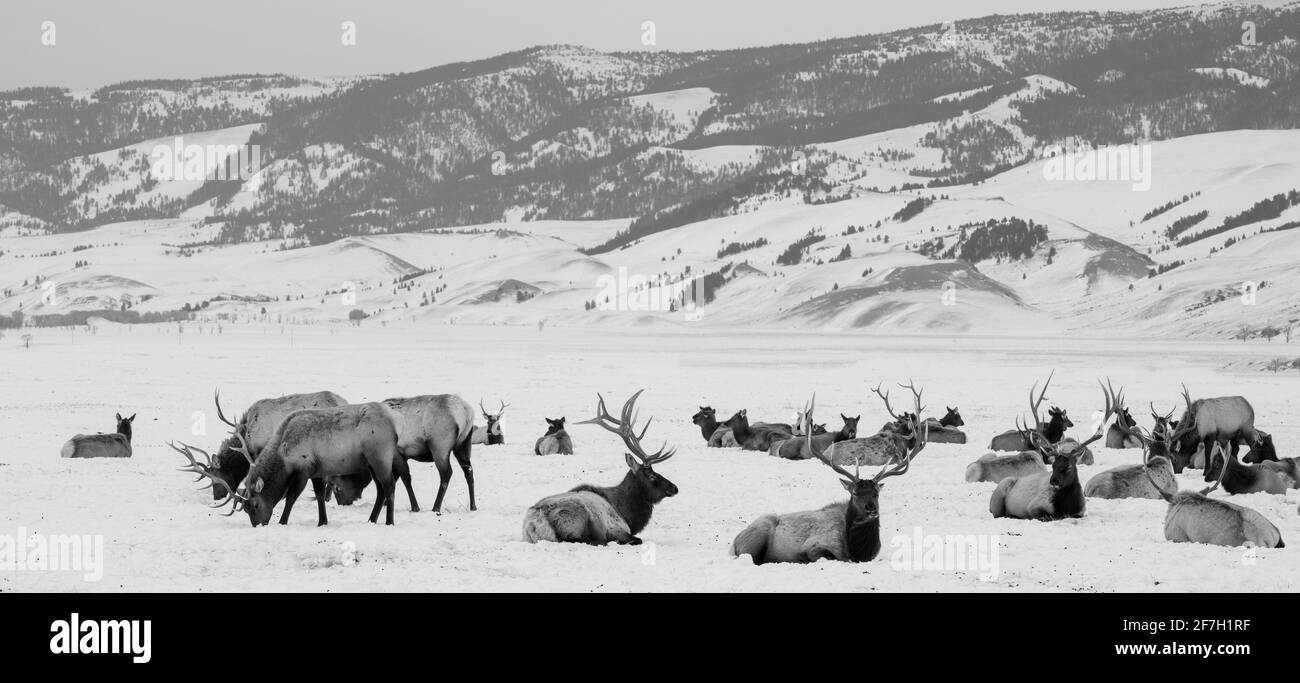 USA, Wyoming, Tetons National Park, National Elk Refuge. Large elk herd in winter. B&W Stock Photo