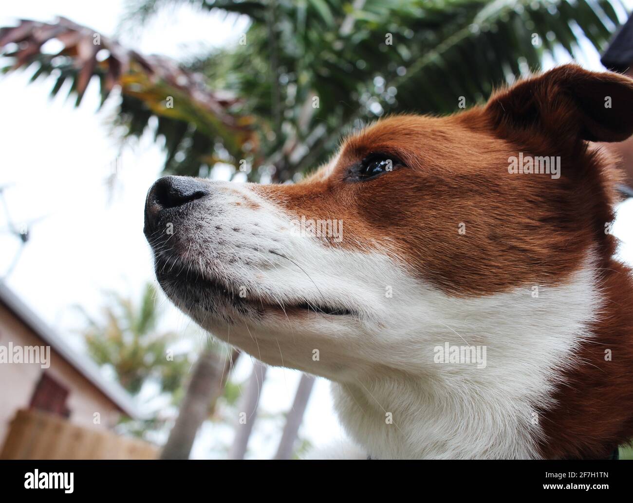 Border Collie Terrier Mix Stock Photo Alamy