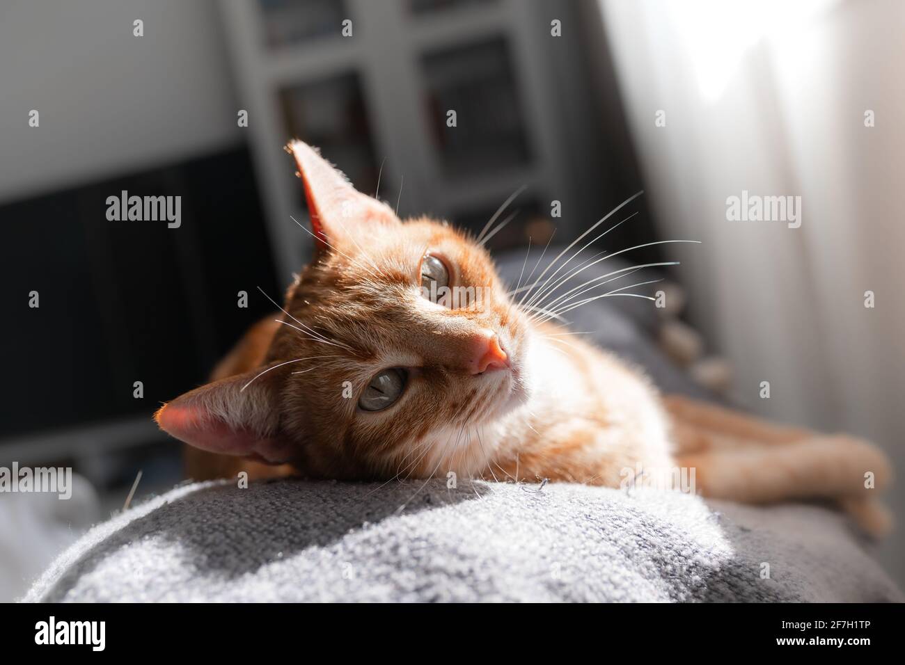brown tabby cat lying on the sofa under the light of the window, looks ...