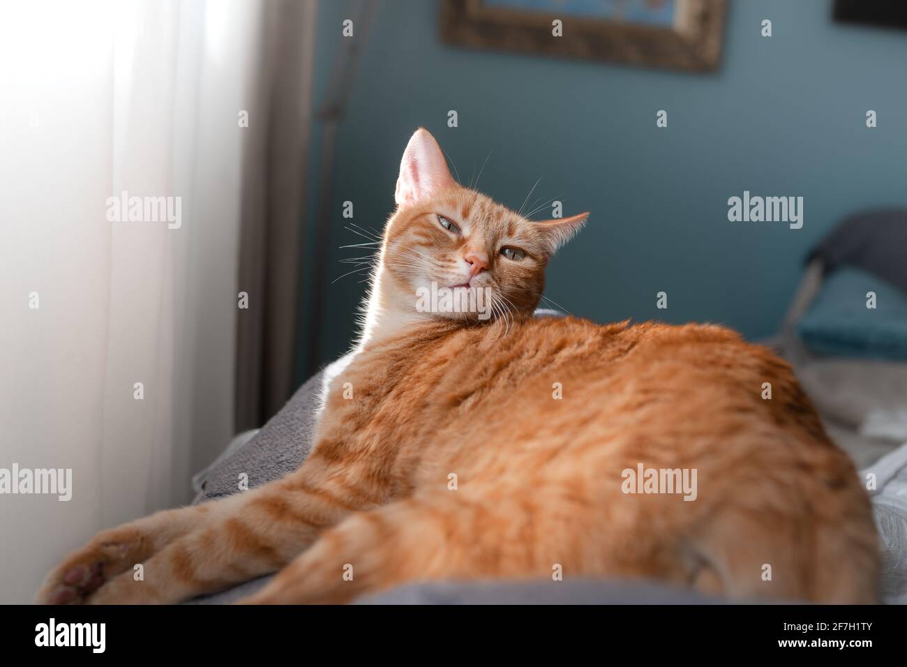 brown tabby cat lying on the sofa under the light of the window, looks ...