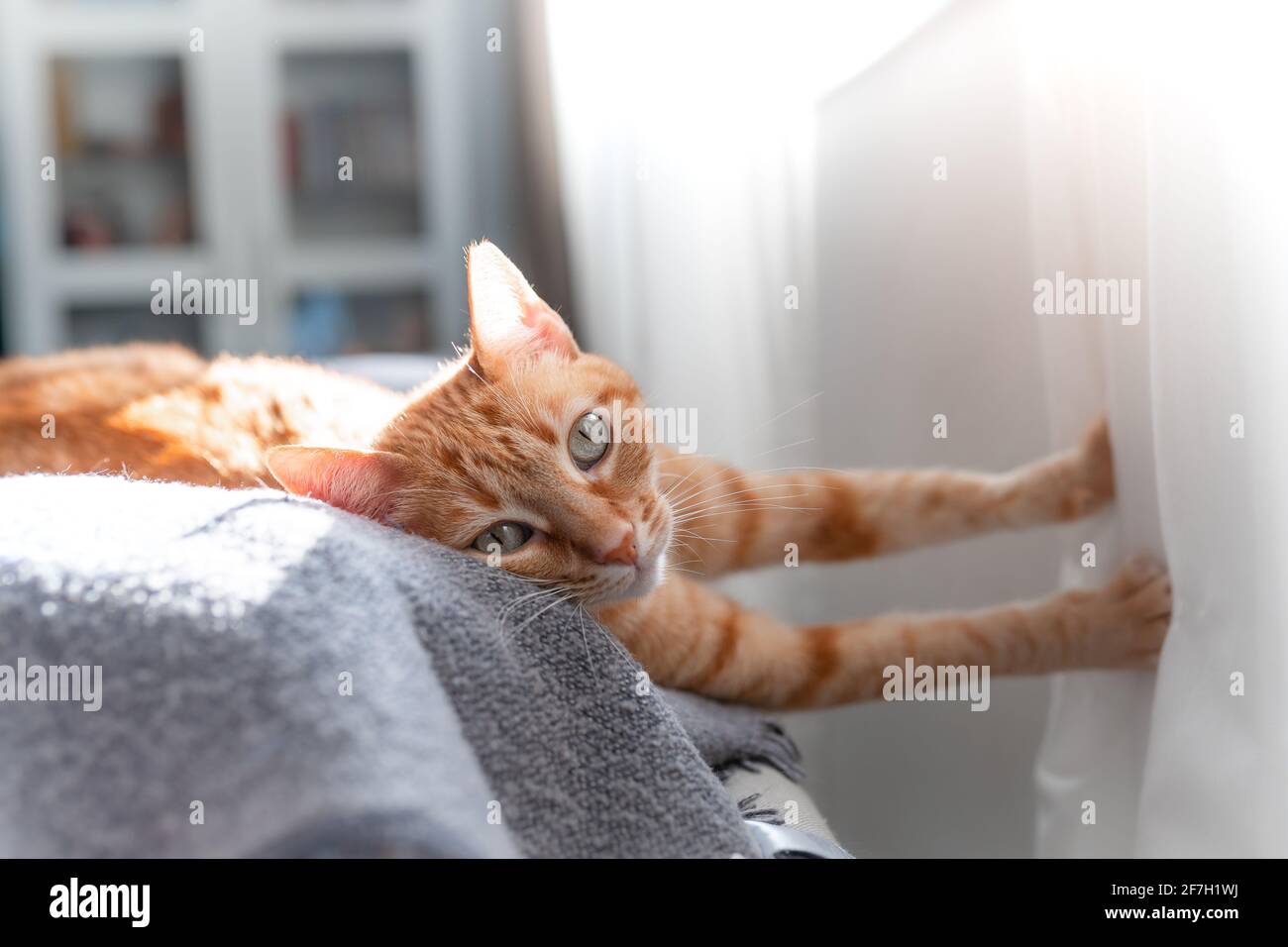 brown tabby cat lying on the sofa under the light of the window, looks ...