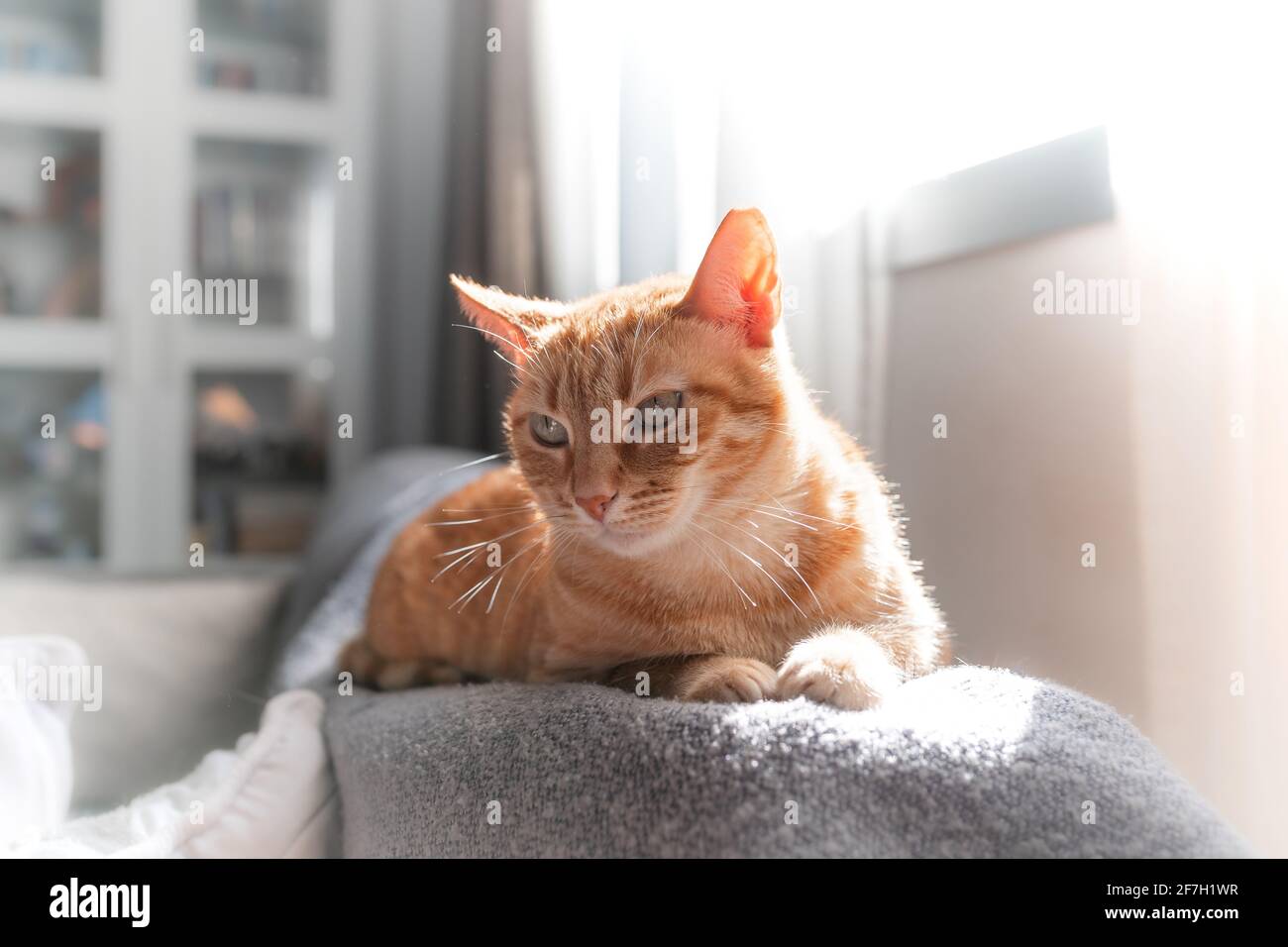 brown tabby cat lying on the sofa under the light of the window Stock ...
