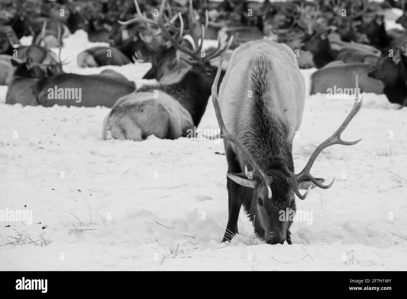 USA, Wyoming, Tetons National Park, National Elk Refuge. Large elk herd in winter. B&W Stock Photo
