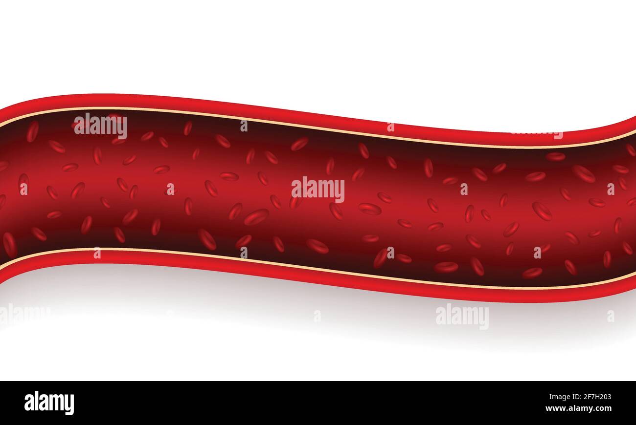 Vascular section with red blood cell. Stock Vector